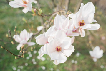 Magnolia pink white blossom tree flowers, close up branch, outdoor. Sunny day, blue sky. Motives of a spring or summer day in the city park or garden. Bright colorful flowers. 