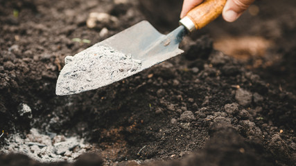 The farmer gives fertilizer to young plants. A hand holds a shovel and fertilize seedlings in an...