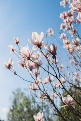 Magnolia pink white blossom tree flowers, close up branch, outdoor. Sunny day, blue sky. Motives of a spring or summer day in the city park. Bright colorful flowers. 