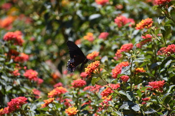 Naturaleza mariposas