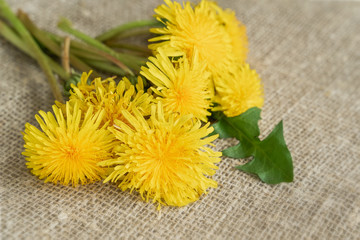 Colorful bouquet of bright yellow dandelions, flowers close-up on burlap, canvas, rustic background, concept of spring, seasonal festivals