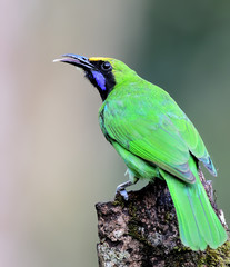 Golden-fronted leafbird