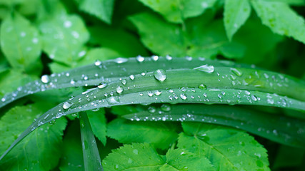 green  macro background with  leaves and raindrops