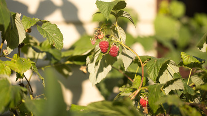 Red berry raspberries