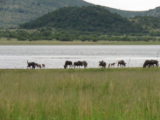 Blue wildebeest playing next to the river with crocodile in the water 