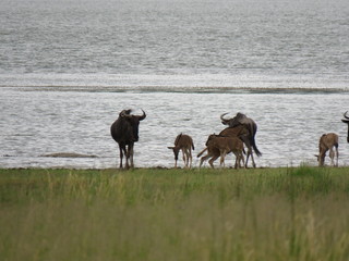 Blue wildebeest playing next to the river with crocodile in the water 