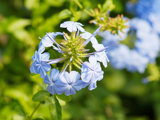 Dentelaire du Cap ou Plumbago du Cap (Plumbago auriculata) 