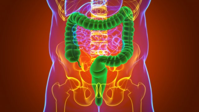 Large Intestine 3D Illustration Human Digestive System Anatomy