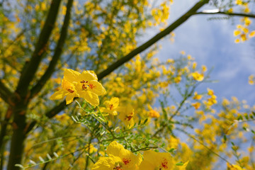 Sunny view of Parkinsonia florida blossom