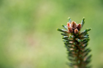 spruce branch close up on a green blurry background macro