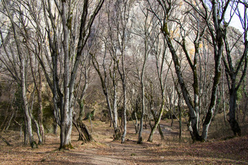 forest tree landscape