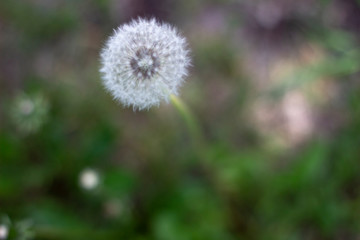 White fluffy pretty dandelion in summer