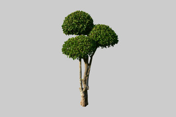 Isolated single siamese rough bush with clipping paths.