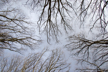 forest tree landscape