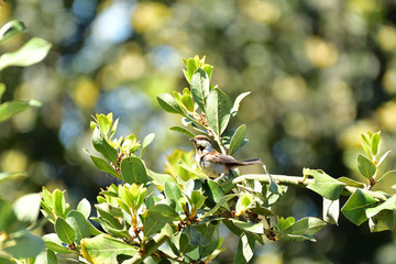 Chestnut-backed chickadee
