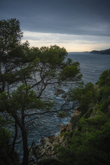 arbol en primer plano con mar mediterraneo de fondo con un cielo parcialmente nublado