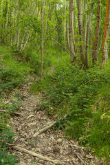 A pathway goes to the forest surrounded by trees and ferns