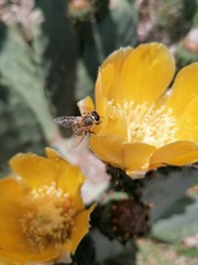 bee on yellow flower