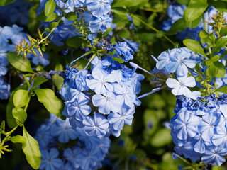 Plumbago auriculata | Dentelaire du Cap ou Plumbago du Cap, arbuste buissonnant aux magnifiques...