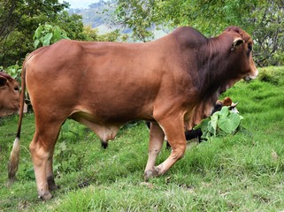 
Un joven toro de raza cebú marrón camina orgullosamente por un prado en el campo, frente a la...