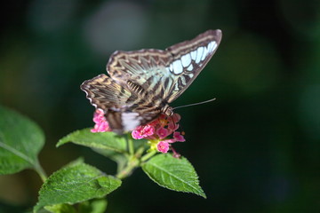 Segelfalter
