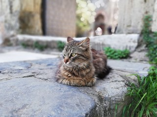 Angry cat