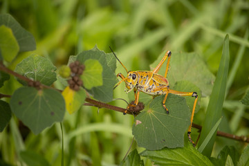 Climbing on a branch, a giant Eastern Lubber Grasshopper from Florida looks towards the camera.