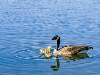 Close up of Canada goose and its child