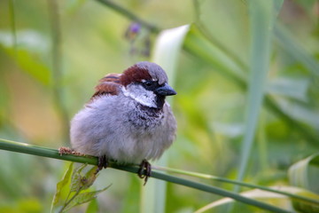 spatz sperling