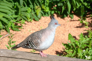 Spitzschopfhaubentaube 