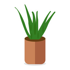 Home plant in flower on brown pot.Spring colorful flowers in pots. A creative vector illustration with white background