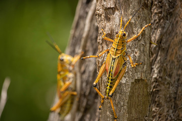 Two giant Eastern Lubber Grasshoppers from Florida.