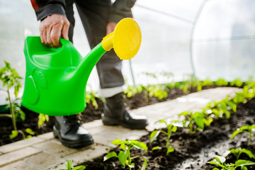 Plastic green watering can is used for watering. Concept of gardening and agriculture