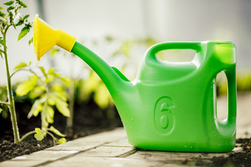 Plastic green watering can is used for watering. Concept of gardening and agriculture