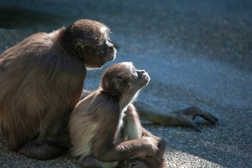 Affe Primaten