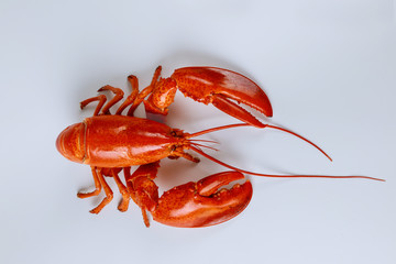 Cooked red large lobster isolated on a white background.