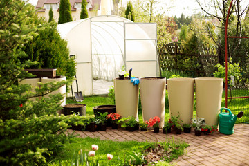 Naklejka premium Beautiful bright flowers stand near large ceramic vases on the background of the greenhouse. Plants are prepared for transplanting. A small shovel and gloves lie on the edge of the vase