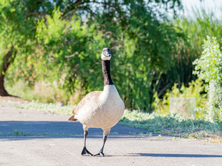 Close up shot of a Canada goose walking on the road