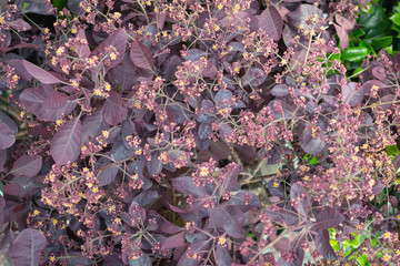 Smokebush/Cotinus