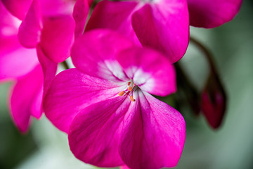 bright pink geranium flower close up on a blurry background