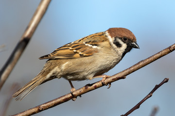 Portrait of Eurasien Tree Sparrow (passer montanus) perched on wood branch with blue background