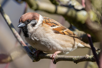 Portrait of Eurasien Tree Sparrow (passer montanus) perched on wood branch 