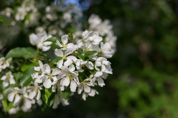 Blooming branch of an Apple tree in spring