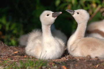 Höckerschwan