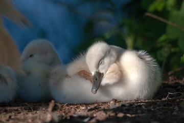 Höckerschwan küken