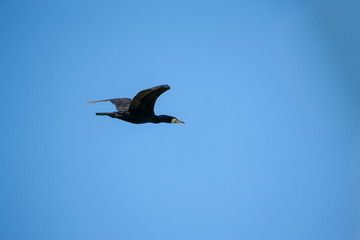 Kormoran