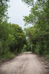 camino boscoso de vegetación serrana, vegetacion espesa caminos de tierra