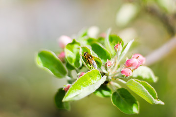 spring flower bud