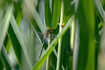 großlibelle