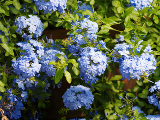 Plumbago auriculata | Dentelaire du Cap ou Plumbago du Cap, plante méditerranéenne arbustive aux...